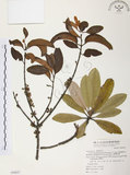 中文名:杜鵑桑寄生 (S069837 )學名:Taxillus rhododendricolus (Hayata) Chiu (S069837 )