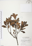 中文名:杜鵑桑寄生 (S069840 )學名:Taxillus rhododendricolus (Hayata) Chiu (S069840 )