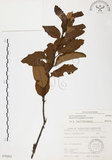 中文名:杜鵑桑寄生 (S070503 )學名:Taxillus rhododendricolus (Hayata) Chiu (S070503 )