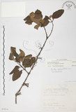 中文名:杜鵑桑寄生 (S070516 )學名:Taxillus rhododendricolus (Hayata) Chiu (S070516 )