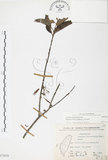 中文名:杜鵑桑寄生 (S073020 )學名:Taxillus rhododendricolus (Hayata) Chiu (S073020 )