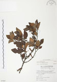 中文名:杜鵑桑寄生 (S074467 )學名:Taxillus rhododendricolus (Hayata) Chiu (S074467 )