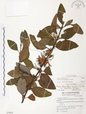 中文名:杜鵑桑寄生 (S076892 )學名:Taxillus rhododendricolus (Hayata) Chiu (S076892 )