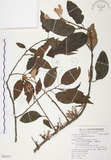 中文名:杜鵑桑寄生 (S080433 )學名:Taxillus rhododendricolus (Hayata) Chiu (S080433 )