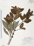 中文名:杜鵑桑寄生 (S082300 )學名:Taxillus rhododendricolus (Hayata) Chiu (S082300 )