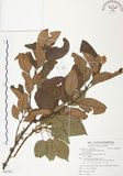 中文名:杜鵑桑寄生 (S082302 )學名:Taxillus rhododendricolus (Hayata) Chiu (S082302 )