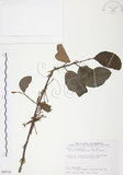 中文名:杜鵑桑寄生 (S089720 )學名:Taxillus rhododendricolus (Hayata) Chiu (S089720 )