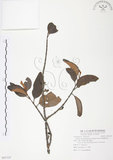 中文名:杜鵑桑寄生 (S091325 )學名:Taxillus rhododendricolus (Hayata) Chiu (S091325 )