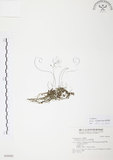 中文名:絲葉狸藻 (S028502 )學名:Utricularia gibba L. (S028502 )