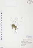 中文名:絲葉狸藻 (S070165 )學名:Utricularia gibba L. (S070165 )