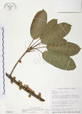 中文名:雀榕 (S026012 )學名:Ficus superba (Miq.) Miq. var. japonica Miq. (S026012 )英文名:Red Fruit Fig-tree