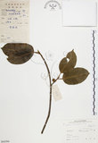 中文名:雀榕 (S043594 )學名:Ficus superba (Miq.) Miq. var. japonica Miq. (S043594 )英文名:Red Fruit Fig-tree