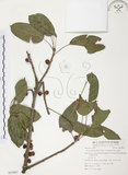 中文名:雀榕 (S055067 )學名:Ficus superba (Miq.) Miq. var. japonica Miq. (S055067 )英文名:Red Fruit Fig-tree