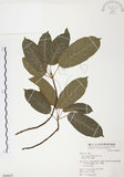 中文名:雀榕 (S064653 )學名:Ficus superba (Miq.) Miq. var. japonica Miq. (S064653 )英文名:Red Fruit Fig-tree