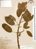 中文名:雀榕 (S066222 )學名:Ficus superba (Miq.) Miq. var. japonica Miq. (S066222 )英文名:Red Fruit Fig-tree