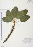中文名:雀榕 (S088397 )學名:Ficus superba (Miq.) Miq. var. japonica Miq. (S088397 )英文名:Red Fruit Fig-tree