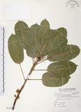 中文名:雀榕 (S091102 )學名:Ficus superba (Miq.) Miq. var. japonica Miq. (S091102 )英文名:Red Fruit Fig-tree