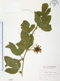 中文名:西番蓮(S001937 )學名:Passiflora edulis Sims. (S001937 )中文別名:百香果