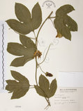 中文名:西番蓮(S002509 )學名:Passiflora edulis Sims. (S002509 )中文別名:百香果