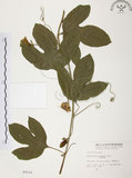 中文名:西番蓮(S002510 )學名:Passiflora edulis Sims. (S002510 )中文別名:百香果