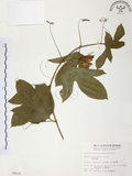 中文名:西番蓮(S004628 )學名:Passiflora edulis Sims. (S004628 )中文別名:百香果
