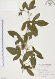 中文名:西番蓮(S010196 )學名:Passiflora edulis Sims. (S010196 )中文別名:百香果