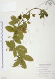 中文名:西番蓮(S010197 )學名:Passiflora edulis Sims. (S010197 )中文別名:百香果