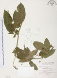 中文名:西番蓮(S010198 )學名:Passiflora edulis Sims. (S010198 )中文別名:百香果