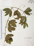 中文名:西番蓮(S010994 )學名:Passiflora edulis Sims. (S010994 )中文別名:百香果