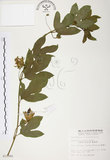 中文名:西番蓮(S010995 )學名:Passiflora edulis Sims. (S010995 )中文別名:百香果