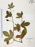 中文名:西番蓮(S010997 )學名:Passiflora edulis Sims. (S010997 )中文別名:百香果