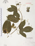 中文名:西番蓮(S012268 )學名:Passiflora edulis Sims. (S012268 )中文別名:百香果