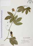 中文名:西番蓮(S017807 )學名:Passiflora edulis Sims. (S017807 )中文別名:百香果