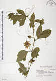 中文名:西番蓮(S021754 )學名:Passiflora edulis Sims. (S021754 )中文別名:百香果