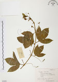中文名:西番蓮(S056002 )學名:Passiflora edulis Sims. (S056002 )中文別名:百香果