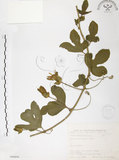 中文名:西番蓮(S066606 )學名:Passiflora edulis Sims. (S066606 )中文別名:百香果