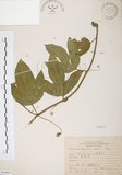 中文名:西番蓮(S066607 )學名:Passiflora edulis Sims. (S066607 )中文別名:百香果