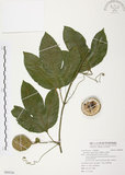 中文名:西番蓮(S094526 )學名:Passiflora edulis Sims. (S094526 )中文別名:百香果