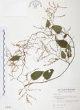 中文名:臺灣何首烏(S003845 )學名:Polygonum multiflorum Thunb. ex Murray var. hypoleucum (Ohwi) Liu, Ying & Lai(S003845 )