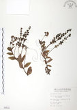 中文名:玉山水苦賈(S000532)學名:Veronica morrisonicola Hayata(S000532)