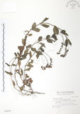 中文名:玉山水苦賈(S028195)學名:Veronica morrisonicola Hayata(S028195)