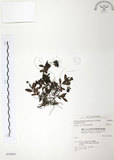 中文名:玉山水苦賈(S034689)學名:Veronica morrisonicola Hayata(S034689)