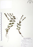 中文名:玉山水苦賈(S086097 )學名:Veronica morrisonicola Hayata(S086097 )