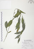 中文名:柚葉藤(S088358)學名:Pothos chinensis (Raf.) Merr.(S088358)英文名:Orange-leaved pothos