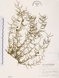 中文名:天門冬(S003511)學名:Asparagus cochinchinensis (Lour.) Merr.(S003511)