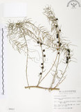 中文名:天門冬(S009927)學名:Asparagus cochinchinensis (Lour.) Merr.(S009927)