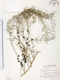 中文名:天門冬(S009928)學名:Asparagus cochinchinensis (Lour.) Merr.(S009928)