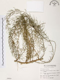 中文名:天門冬(S009929)學名:Asparagus cochinchinensis (Lour.) Merr.(S009929)