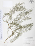 中文名:天門冬(S011558)學名:Asparagus cochinchinensis (Lour.) Merr.(S011558)