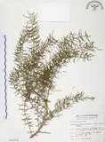 中文名:天門冬(S012974)學名:Asparagus cochinchinensis (Lour.) Merr.(S012974)